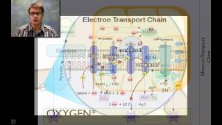 Cellular Respiration