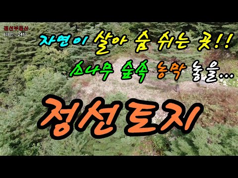 자연이 살아 숨 쉬는 곳! 소나무 숲속 농막 놓을 정선토지 / 정선토지박사