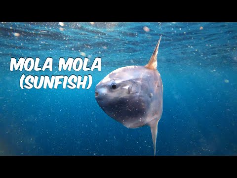 Mola Mola (Sunfish) | Unique Look at One of the World's Heaviest Bony Fish