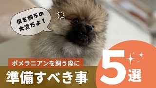 【注意】ポメラニアンを飼うのは簡単ではありません【子犬のお迎え】