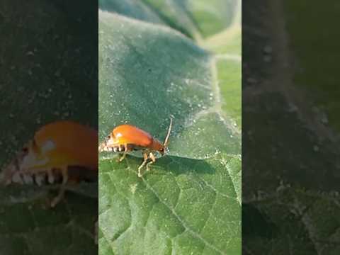 wow 😍😍😆🐞🐞🐞🐞🐞 green leaves #nature #yuvcinematic #plants