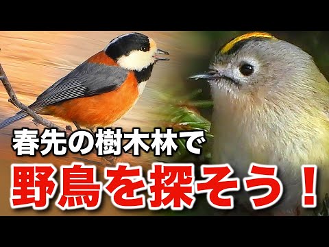 小さな命の輝き！大自然に生きる野鳥たちを観察しよう〜