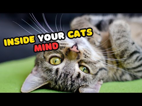 What If You Woke Up as a Cat? Surprising Secrets You’d Learn!