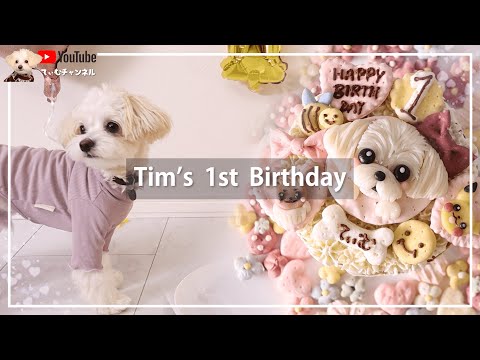 【☆祝1歳☆】初めての誕生日♪飾り付け、似顔絵ケーキ、犬服のプレゼント…皆様へ感謝の気持ち【＃055】White puppy birthday party