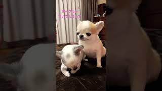 オヤツ後の儀式✨💕　#shorts  #極小チワワ  #チワワ  #かわいい犬  #保護犬　#Chihuahua