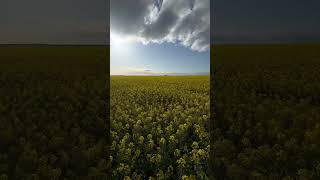 CANOLA FLOWER #canola #canolaflower #flowers