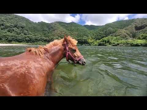 馬と水中散歩