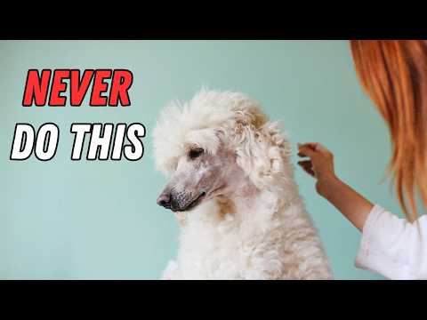 How You Hurt Your Poodle Without Even Realizing