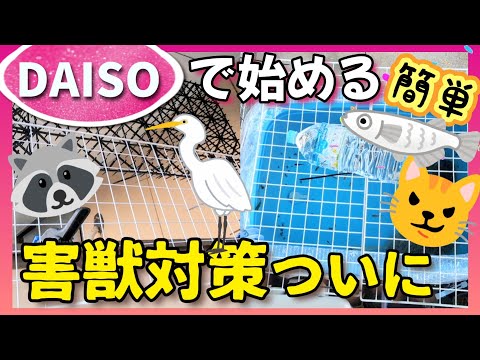 【屋外メダカ】簡単🩷百均ダイソーで始める害獣対策❗猫🐱鳥🦤アライグマ🦝一夜にして全滅リスクあり⚠️獣被害は大切#ワイヤーネット#結束バンド#クランプ#飼育#めだか#越冬#飼育#獣害#DAISO