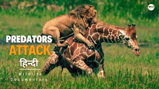 Predators Attack - हिन्दी डॉक्यूमेंट्री | Wildlife documentary in Hindi