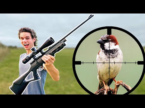 Pest Bird Hunting with .177 C02 Air Rifle!