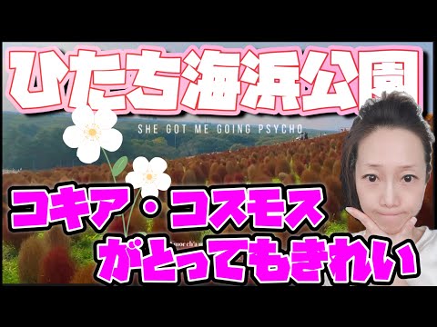 【日韓夫婦旅行・茨城観光第一弾】ひたち海浜公園で、コキアを見てきました。한일부부vlog/아름다운천국같은꽃길 걷고 왔어요~