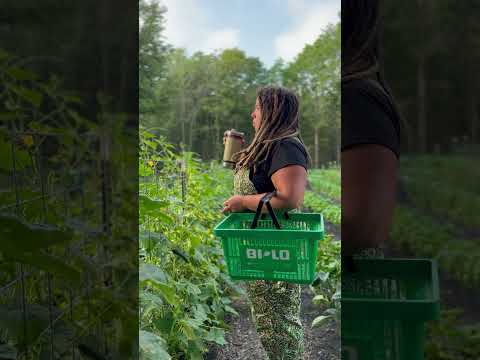 Harvesting Cucumbers - But Make It Wes Anderson