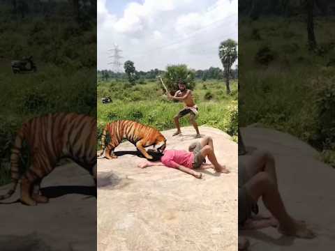 Bengoli_Tiger🤯Attack to mean in our village forest#shots #video #youtubeshorts #viralclips #trending