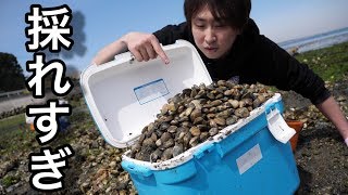 海藻まみれ、カキまみれの海岸で、アサリが無限に沸いていた。