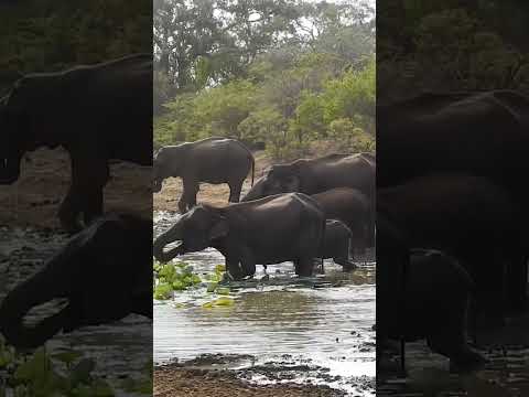 Elephants🐘 #elephant #wildlife#campingsrilanka#nature #traveling #treetopsjunglelodge #wildsrilanka