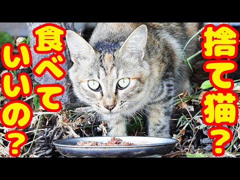 捨て猫か？ご飯あげたら・・・ TNR完遂場所に現れた猫 癒され野良猫動画 感動猫動画