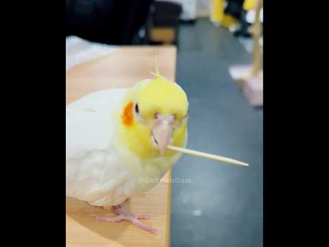 Agent Cockatiel on a Secret Mission… Toothpick Chronicles #cockatielscraze