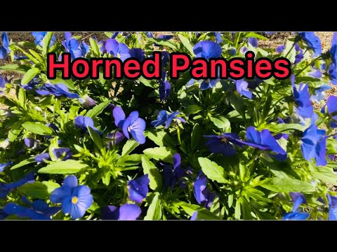 The Simple Beauty of Horned Pansies