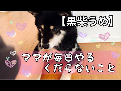 【黒柴うめ＃70】ママが毎日やるくだらないことのご紹介です