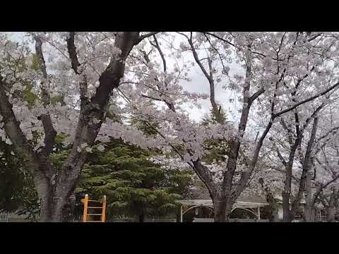 2024年4月8日　阿見町ペリカン公園の桜・満開です