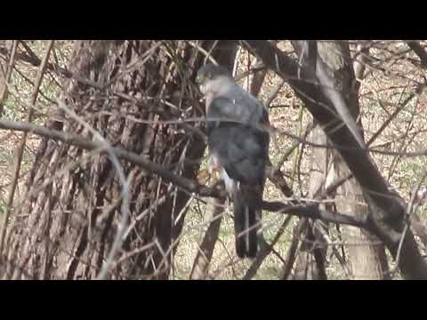 Itchy Cooper Hawk