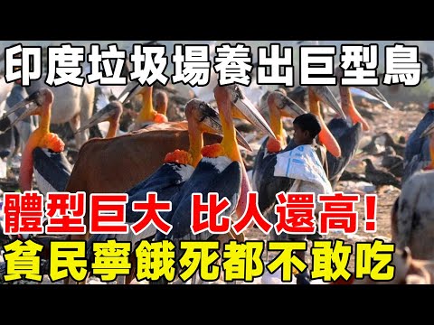 印度垃圾場養出巨型鳥，體型巨大比人還高！ 貧民寧餓死都不敢吃#科普頻道 #科普