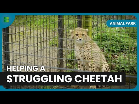 Can Zena the Cheetah Defy the Odds? - Animal Park - Documentary