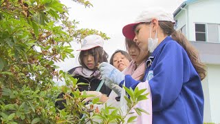 つつじが岡公園　ツツジの「子房摘み」　群馬・館林市(24/05/30)