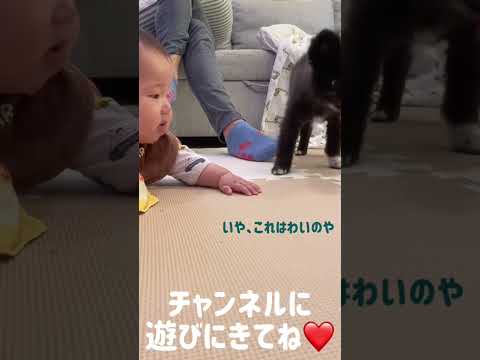 我が子と愛犬の戯れ👶🐶❤️