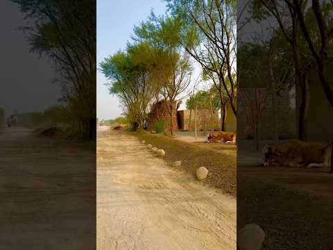 Real Simple Village Life in Punjab Pakistan #villagelife