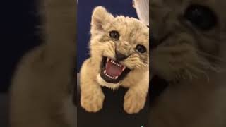 lion cub roar #lion #animals #cat