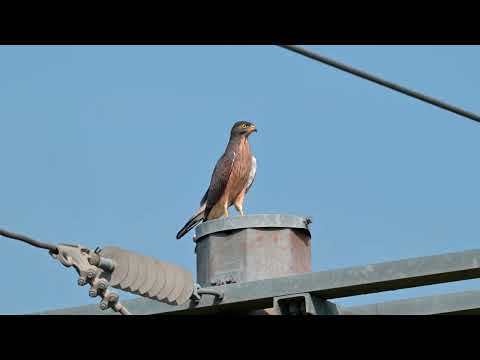 Grasshopper Buzzard (Butastur rufipennis) - Sangajar (Gambia) 19-11-2024