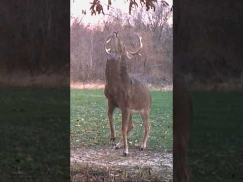 Big buck hammering scrape!