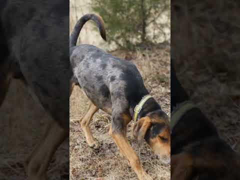 Meet the Bluetick Coonhound: A Loyal Companion.   #BluetickCoonhound #FamilyPets #DogLovers