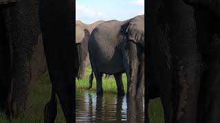 #12K #60fpsdolbyvision #12KHDR60FPS An interesting fact about elephants