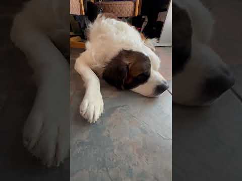 My Puppy Videos are on hold for a while due to seizures #epilepsy #stbernard #furbaby