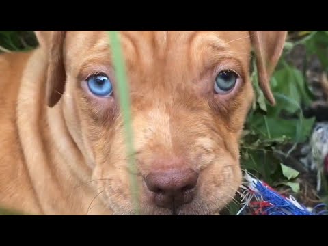 Puppy tug-o-war