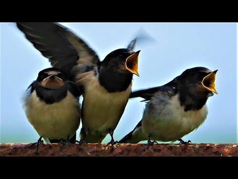 SWALLOWS Prepare For Migration.