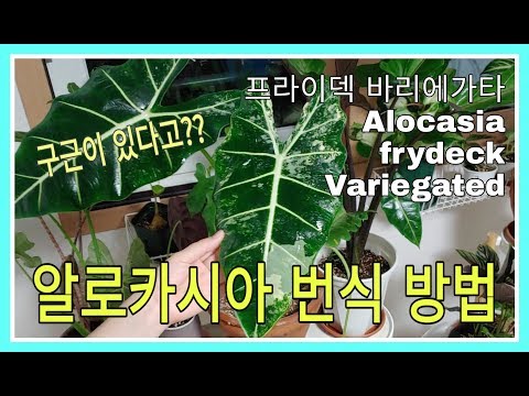 알로카시아 번식방법 / 프라이덱 바리에가타ㅣAlocasia frydeck variegated