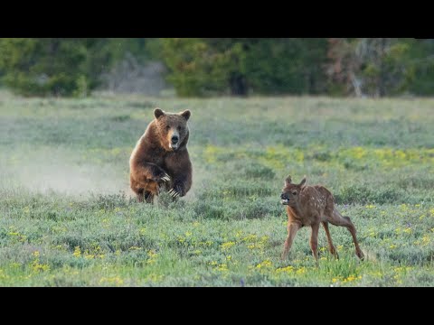 Wildlife Wednesday Montly Round Up -June 2021