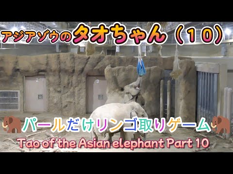 アジアゾウのタオちゃん（１０）🐘パールだけリンゴ取りゲーム🐘（円山動物園）Tao of the Asian elephant Part 10