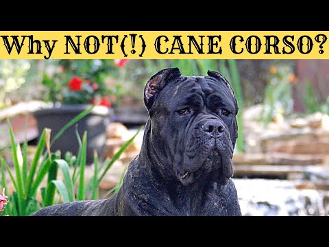 Why NOT(!) CANE CORSO?