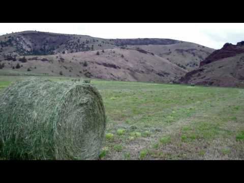 Metropolitan Market: Local Food Comes From Local People - Painted Hills Natural Beef