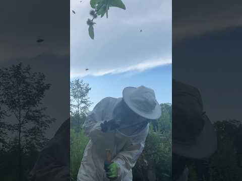 Big mistake while beekeeping