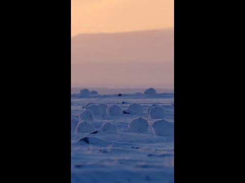 Meet the animals of Ellesmere Island 🧊 #HostilePlanet