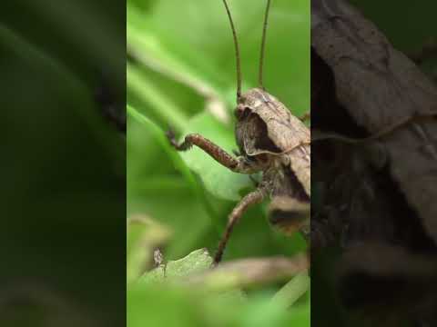 Grasshopper Secrets Revealed: The Ultimate Jump, Camouflage, and Transformation!