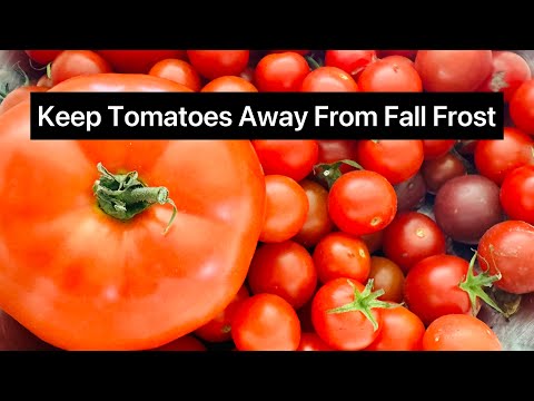 Keep Fall Frost Away From Tomatoes