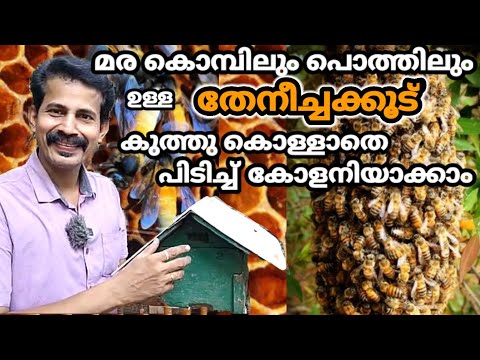 ഒരു കുത്ത്പ്പോലും കിട്ടാതെ പുതിയ തേനീച്ചക്കൂട് മാറ്റി.യെടുക്കാം Honey Bee keeping, Btechmixmedia തേൻ