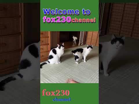 ブラシへの反応 #shorts #可愛い #猫動画